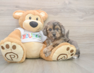 6 week old Mini Goldendoodle Puppy For Sale - Pilesgrove Pups