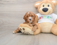 6 week old Mini Goldendoodle Puppy For Sale - Pilesgrove Pups