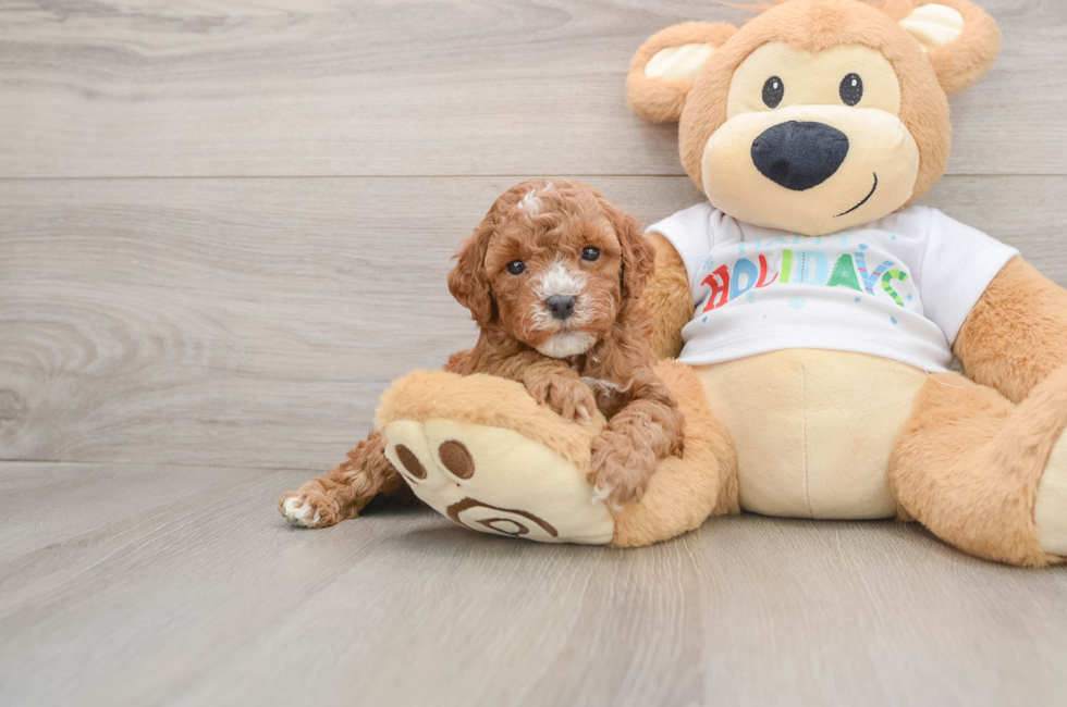 5 week old Mini Goldendoodle Puppy For Sale - Pilesgrove Pups