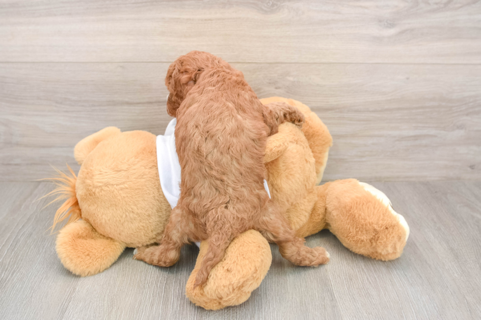 Best Mini Goldendoodle Baby