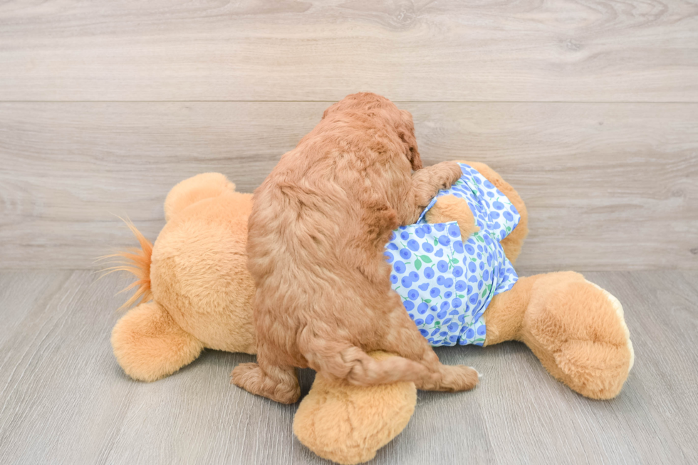 Little Mini Goldenpoo Poodle Mix Puppy