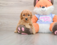 6 week old Mini Goldendoodle Puppy For Sale - Pilesgrove Pups