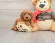 7 week old Mini Goldendoodle Puppy For Sale - Pilesgrove Pups