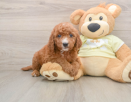 6 week old Mini Goldendoodle Puppy For Sale - Pilesgrove Pups
