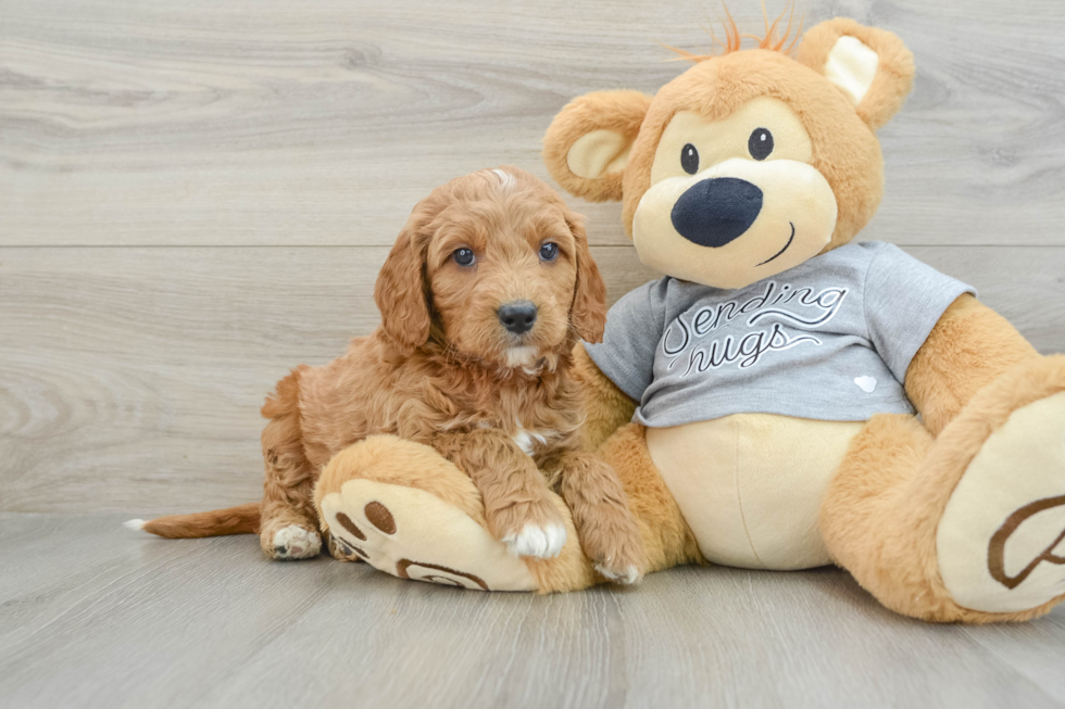 Fluffy Mini Goldendoodle Poodle Mix Pup