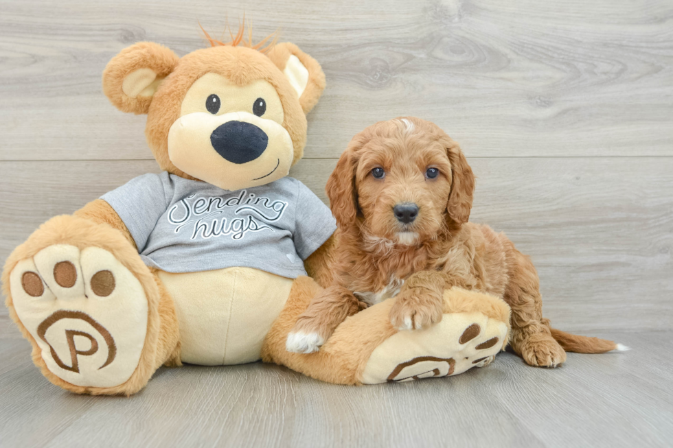 Little Mini Goldenpoo Poodle Mix Puppy