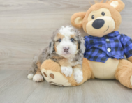 8 week old Mini Goldendoodle Puppy For Sale - Pilesgrove Pups