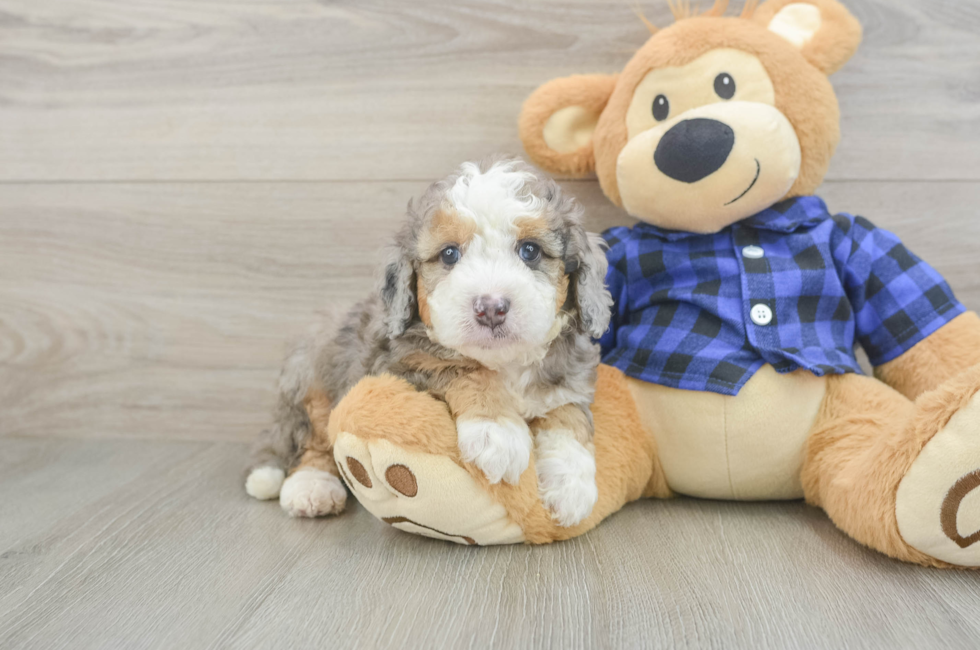 5 week old Mini Goldendoodle Puppy For Sale - Pilesgrove Pups