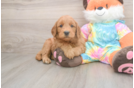 Popular Mini Goldendoodle Poodle Mix Pup