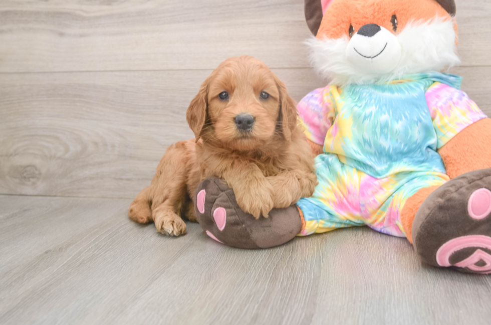 5 week old Mini Goldendoodle Puppy For Sale - Pilesgrove Pups