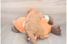 Mini Goldendoodle Pup Being Cute