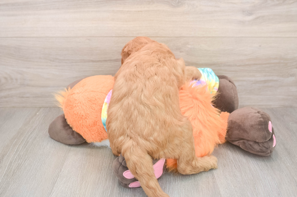 Mini Goldendoodle Pup Being Cute
