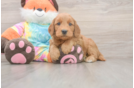 Mini Goldendoodle Pup Being Cute