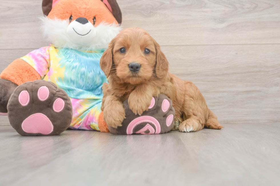 Mini Goldendoodle Pup Being Cute