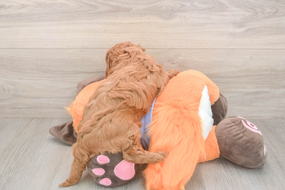 Meet Archer - our Mini Goldendoodle Puppy Photo  3/3 - Pilesgrove Pups Mini Goldendoodle Pup Being Cute