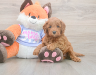 5 week old Mini Goldendoodle Puppy For Sale - Pilesgrove Pups
