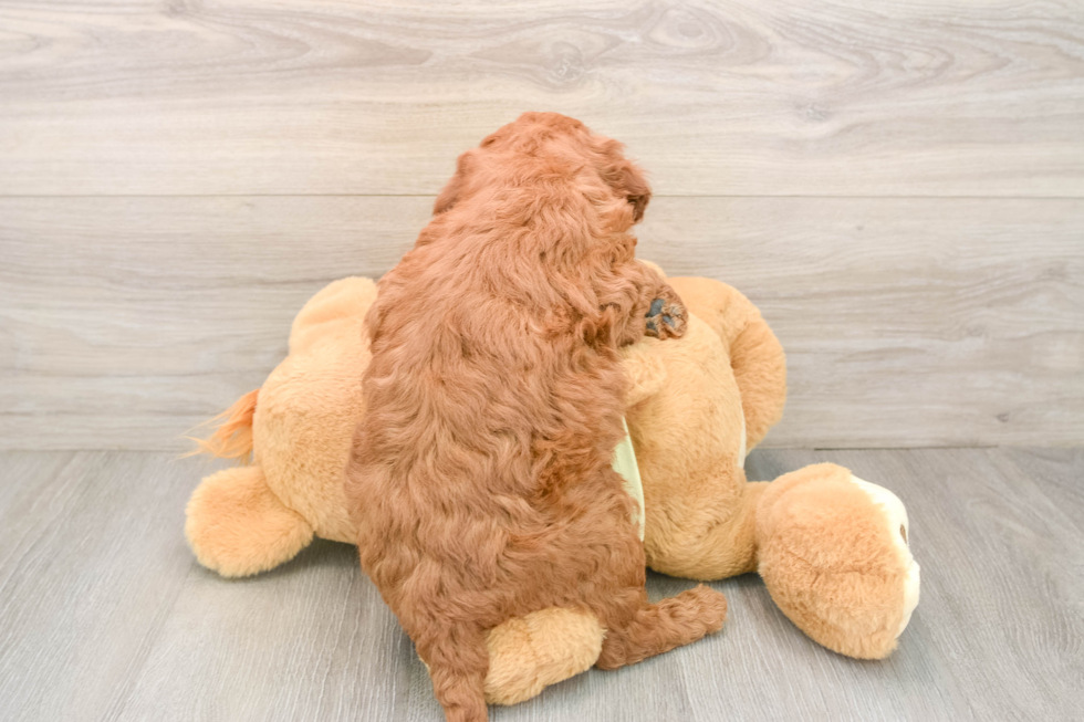 Mini Goldendoodle Puppy for Adoption