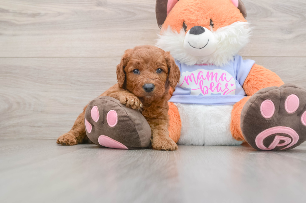 Petite Mini Goldendoodle Poodle Mix Pup
