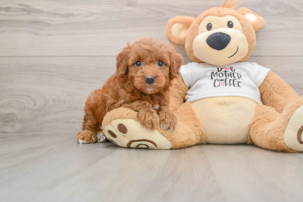 Mini Goldendoodle Puppy for Adoption