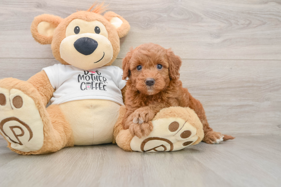 Funny Mini Goldendoodle Poodle Mix Pup