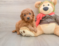 6 week old Mini Goldendoodle Puppy For Sale - Pilesgrove Pups
