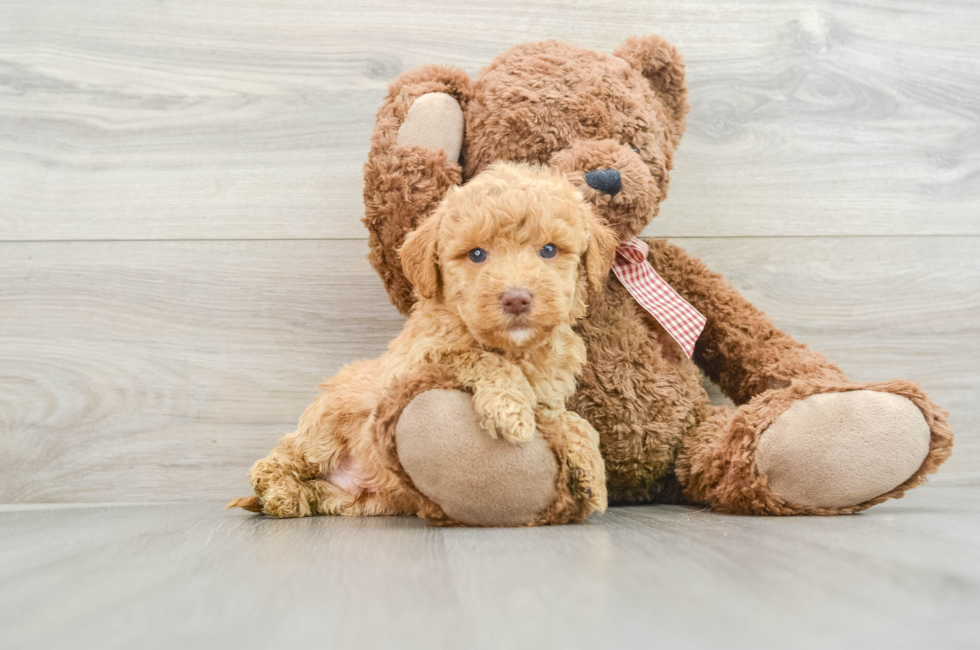 5 week old Mini Goldendoodle Puppy For Sale - Pilesgrove Pups