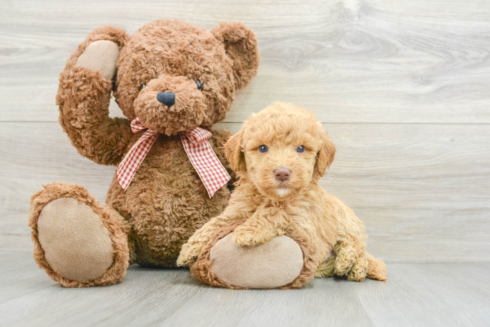 Smart Mini Goldendoodle Poodle Mix Pup