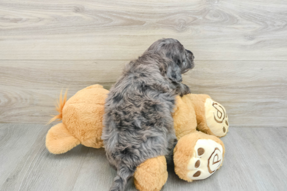 Mini Goldendoodle Pup Being Cute