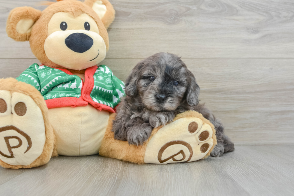 Popular Mini Goldendoodle Poodle Mix Pup