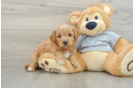 Mini Goldendoodle Puppy for Adoption