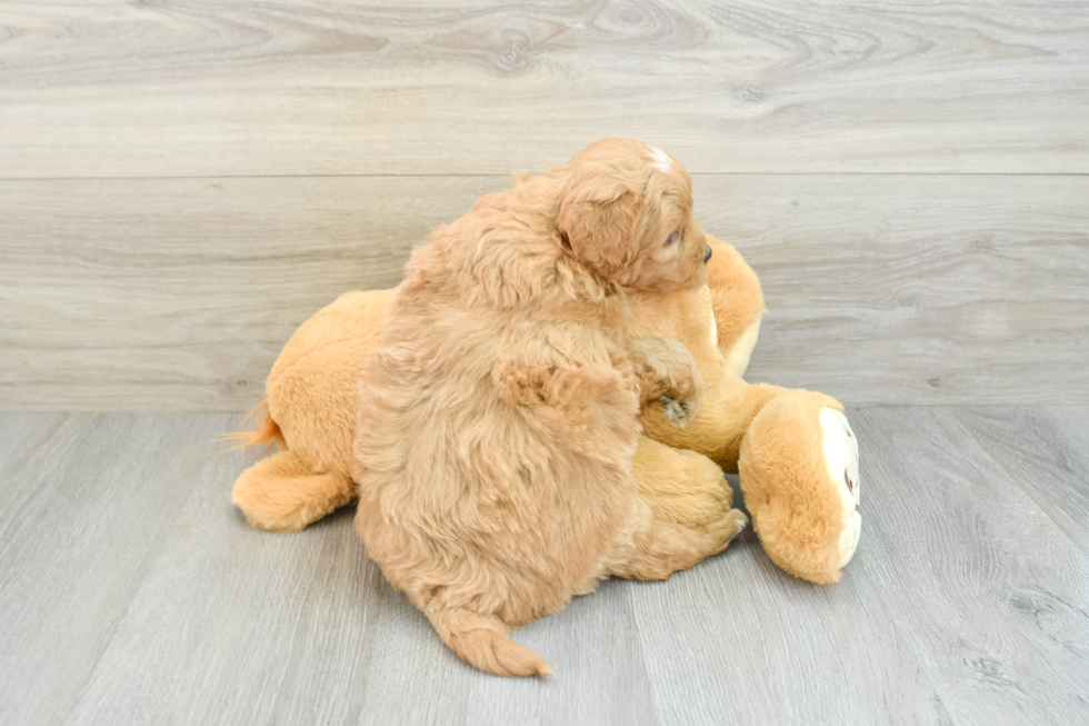 Mini Goldendoodle Pup Being Cute