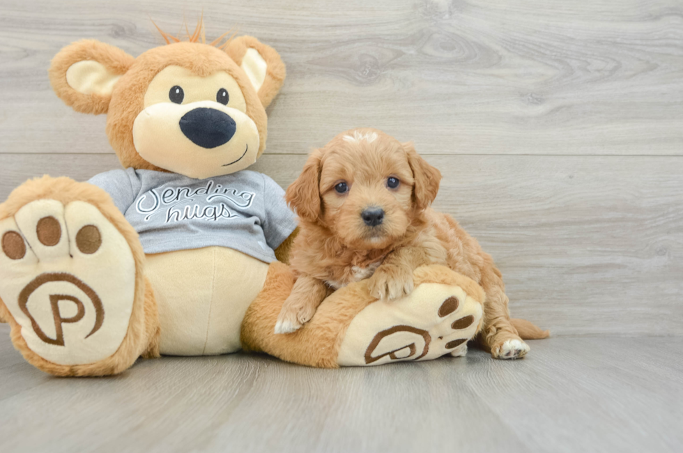 6 week old Mini Goldendoodle Puppy For Sale - Pilesgrove Pups