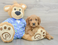 6 week old Mini Goldendoodle Puppy For Sale - Pilesgrove Pups