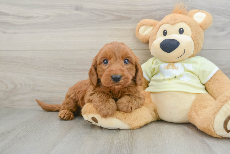 Petite Mini Goldendoodle Poodle Mix Pup
