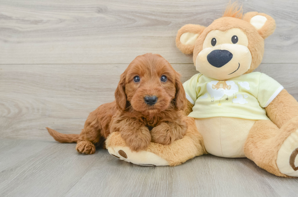 7 week old Mini Goldendoodle Puppy For Sale - Pilesgrove Pups