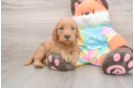 Mini Goldendoodle Puppy for Adoption