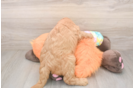 Best Mini Goldendoodle Baby