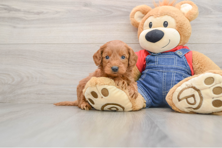 Friendly Mini Goldendoodle Baby