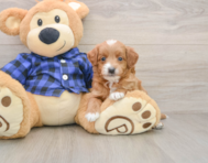 8 week old Mini Goldendoodle Puppy For Sale - Pilesgrove Pups