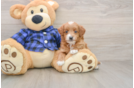 Best Mini Goldendoodle Baby