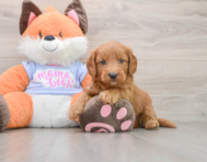 5 week old Mini Goldendoodle Puppy For Sale - Pilesgrove Pups