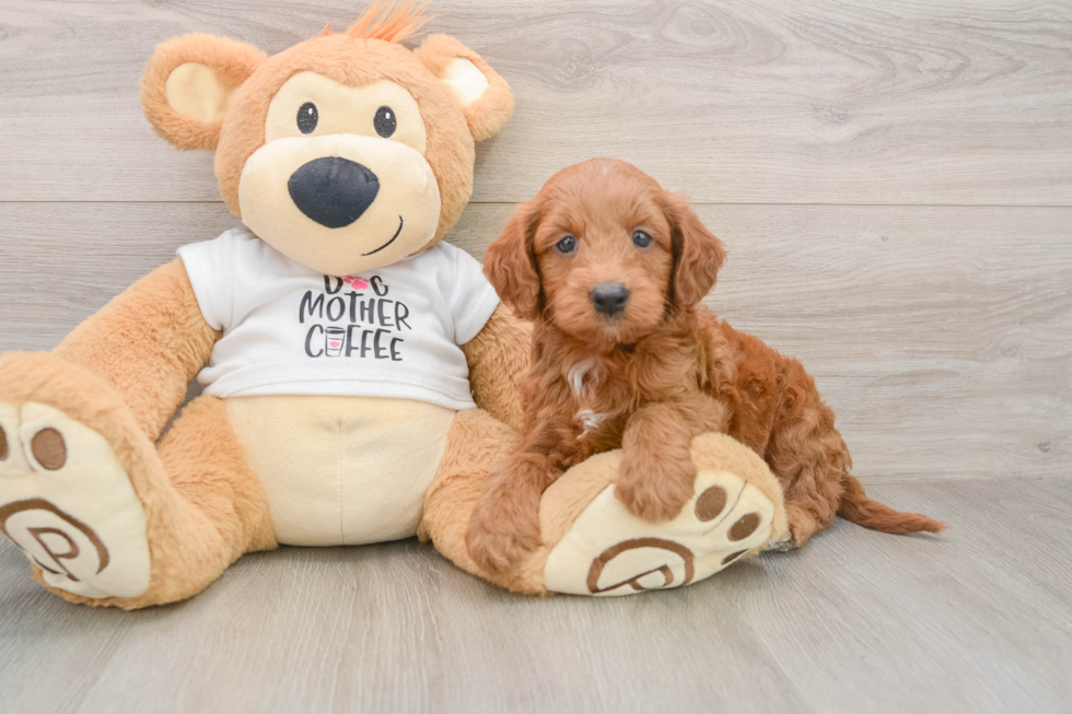 Cute Mini Goldendoodle Baby
