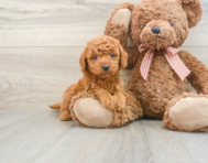 5 week old Mini Goldendoodle Puppy For Sale - Pilesgrove Pups