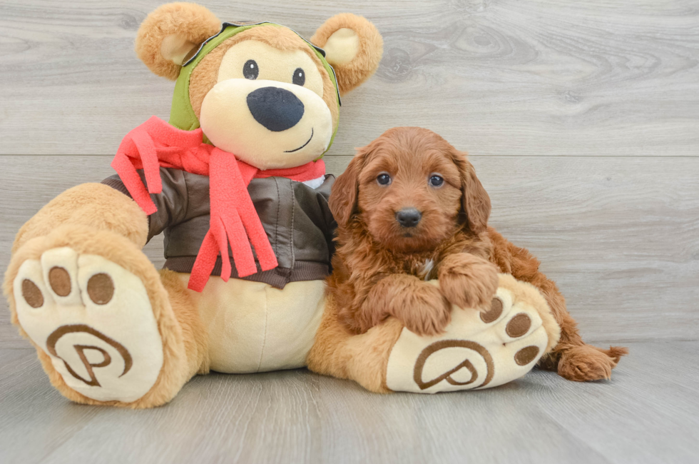 5 week old Mini Goldendoodle Puppy For Sale - Pilesgrove Pups