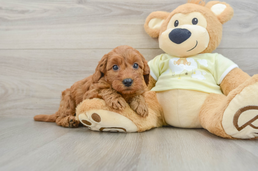 7 week old Mini Goldendoodle Puppy For Sale - Pilesgrove Pups
