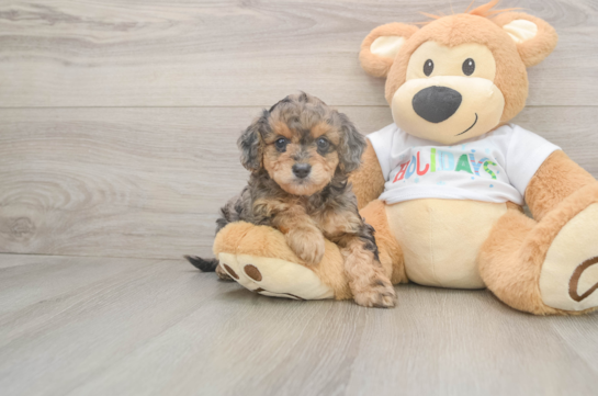 Best Mini Goldendoodle Baby