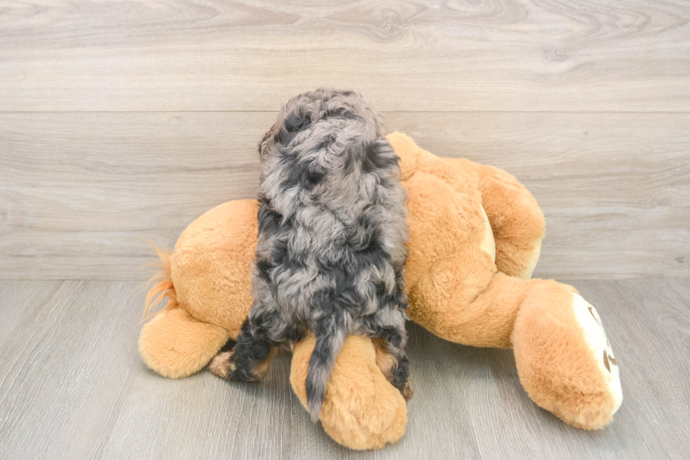 Funny Mini Goldendoodle Poodle Mix Pup