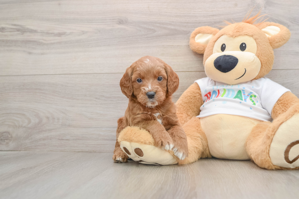 Energetic Golden Doodle Poodle Mix Puppy