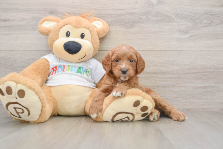 Best Mini Goldendoodle Baby