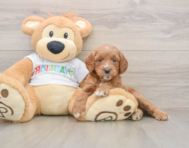 6 week old Mini Goldendoodle Puppy For Sale - Pilesgrove Pups